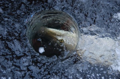 peaaegu käes.JPG (1.65 MiB) Vaadatud 14981 korda Haugil.