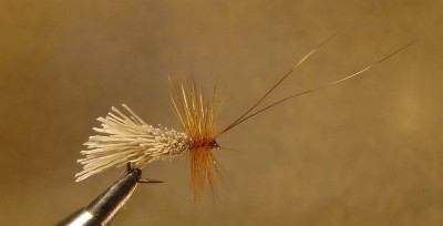 coddardsarv.jpg (1.46 MiB) Vaadatud 10725 korda #12