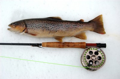 L-40.JPG (2.05 MiB) Vaadatud 9233 korda Konna õgija