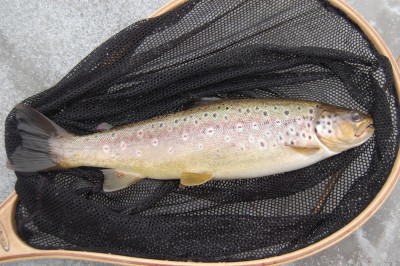 28.02.14.JPG (3 MiB) Vaadatud 9653 korda C&R