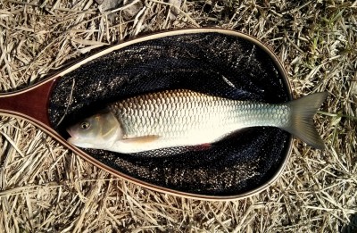 1-IMG_20140430_151925.jpg (498 KiB) Vaadatud 10479 korda Tänane iludus! Kilone.