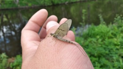 tumedamad pumpasid heinamaal,veepeal rohkem rasvaseid ja heledat tooni.