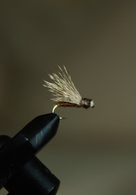 Collared Caddis