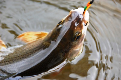 DSC_2033.JPG (1007.45 KiB) Vaadatud 10681 korda lõheputuka harjus