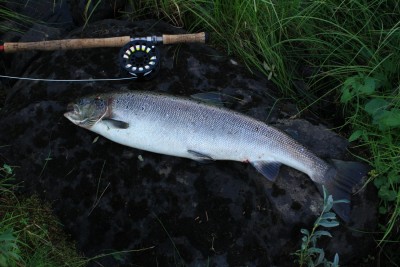 IMG_2074 (copy).JPG (409.47 KiB) Vaadatud 10471 korda 5,2kg 80cm