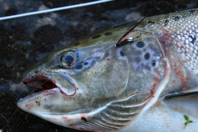 IMG_2076 (copy).JPG (339.93 KiB) Vaadatud 10471 korda tikutoosi pikkune toruputukas konks #12