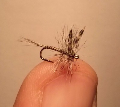 Mosquito