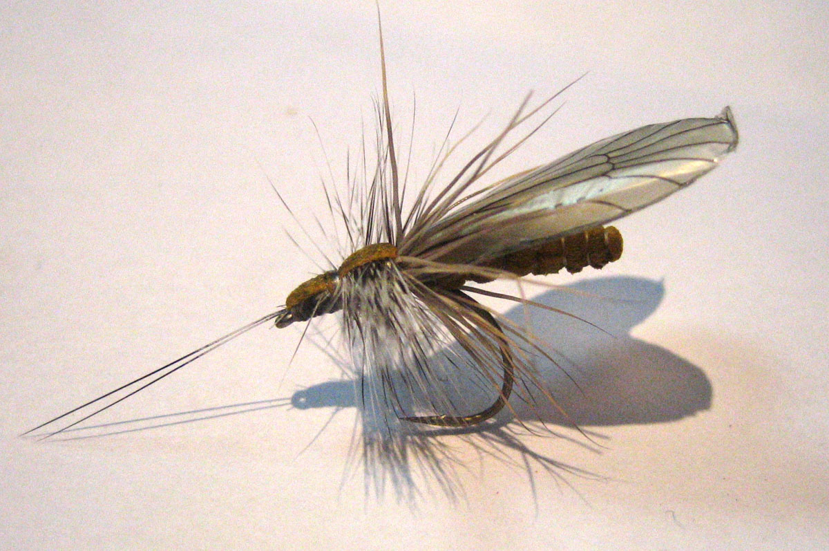 Caddis-1.jpg