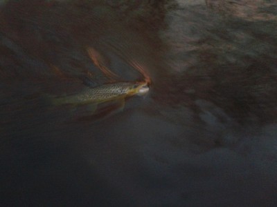 Muudkui  võttis  ja  võttis ... kuni  pimedani  välja.