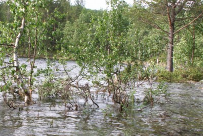 nii mõnigi kala vabastas ennast kaldapõõsastes