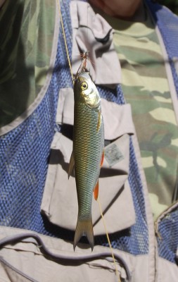 DSC_0007.JPG (396.45 KiB) Vaadatud 9146 korda sellised elajad olid ka liikvel