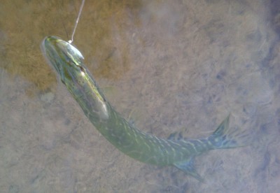 image.jpg (743.79 KiB) Vaadatud 8999 korda 0,6-se test