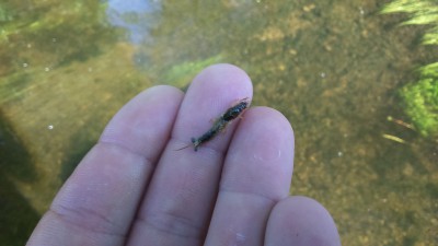 DSC_0049.jpg (305.31 KiB) Vaadatud 13355 korda Ephemera danica