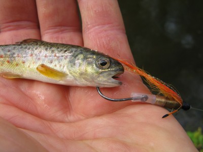 IMG_3260.JPG (145.81 KiB) Vaadatud 9609 korda Kala suurt putukat talvel ei karda.