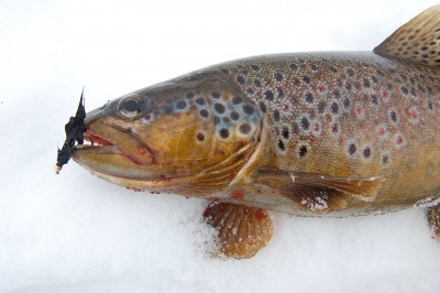 1 aprill.JPG (668.18 KiB) Vaadatud 10427 korda 1. aprilli forell.