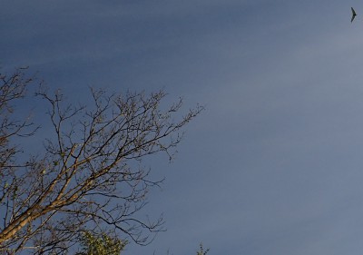 j5.jpg (227.65 KiB) Vaadatud 13220 korda päevik paremal üleval nurgas