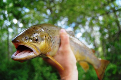 jõeforell.jpg (737.46 KiB) Vaadatud 12884 korda jõeforell.jpg