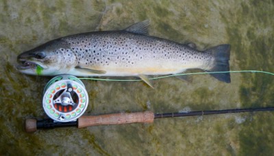 Õnnestus ka mereelanik koju kutsuda 55 cm ja 1,6 kg. Esimene lennukamerikas :)