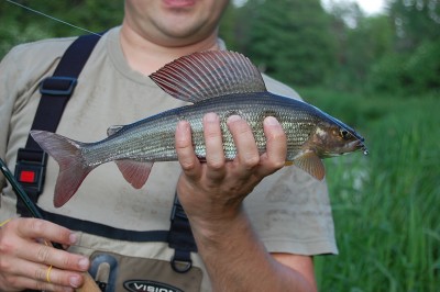 Kukepalu harjus 32cm.JPG