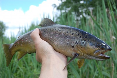 L-41.JPG (1.31 MiB) Vaadatud 8694 korda Läks tagasi ujuma...