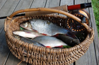 säinad 2013 juuni.JPG (1.56 MiB) Vaadatud 8606 korda Jaanipäeva säinad:)