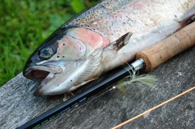 DSC_1006.JPG (1.31 MiB) Vaadatud 10151 korda Üks vikker.