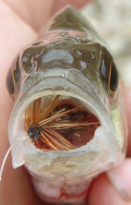 sepikojanæpud 2.jpg (576.56 KiB) Vaadatud 12484 korda kõik triibud panid pinnakat neelu