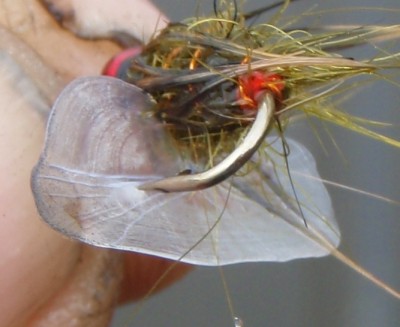 sepikojanæpud.jpg (214.18 KiB) Vaadatud 12484 korda peale kummalist rämmamist selline saak